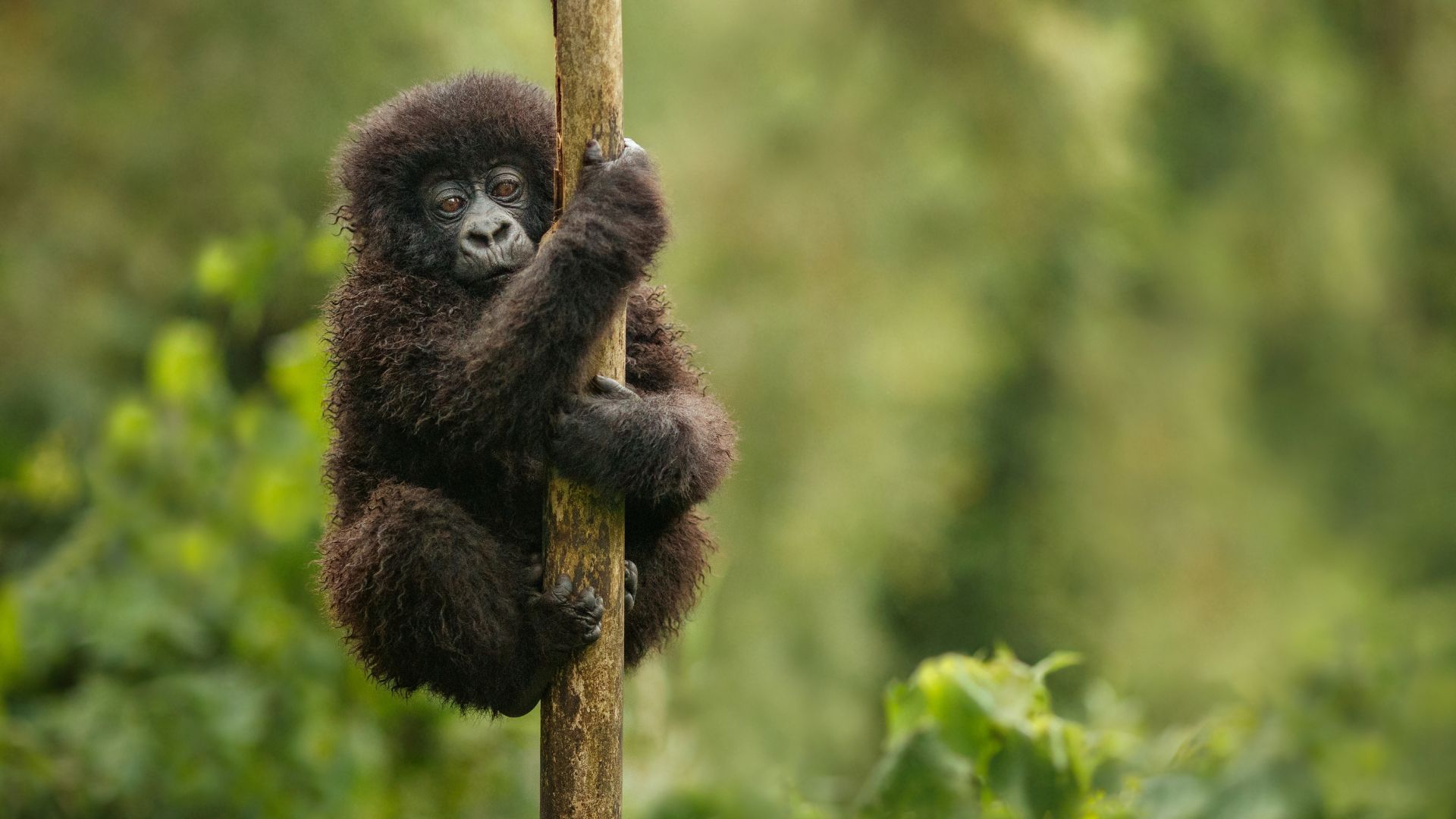 Circuit UGANDA si RWANDA cu insotitor de grup marca holiday tour mures Circuit UGANDA si RWANDA: Aventura in inima Africii de Est 28 Noiembrie-12 Decembrie 2026