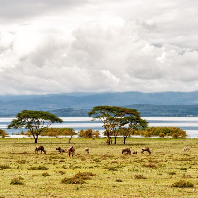 Circuit KENYA: Safari si relaxare pe plaja 10-21 August 2026